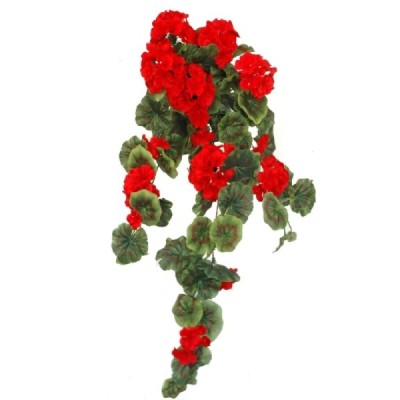 PLANTA COLGANTE GERANEO